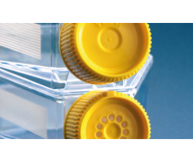 VENT 或带滤膜旋盖